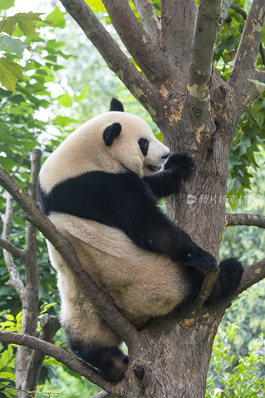 大熊猫(Ailuropoda melanoleuca)坐在树上